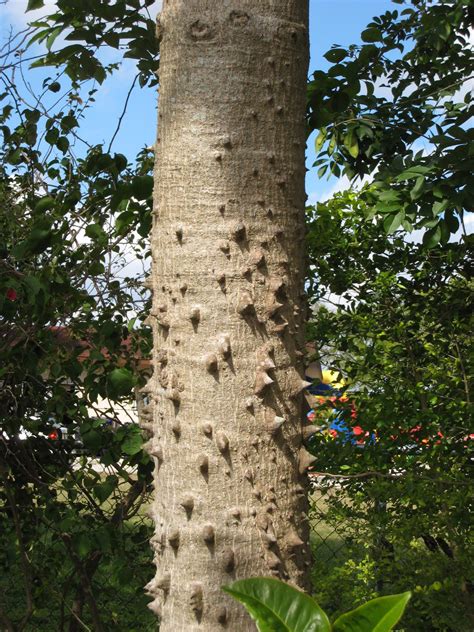 Red Silk Cotton Tree (Bombax ceiba) - Richard Lyons Nursery, Inc.