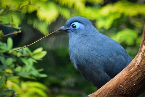 Unique Birds of Madagascar • Island Wildlife