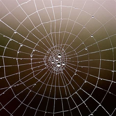 telaraña (web): By idlphoto Fractals In Nature, Spirals In Nature, Nature Art, Geometry In ...