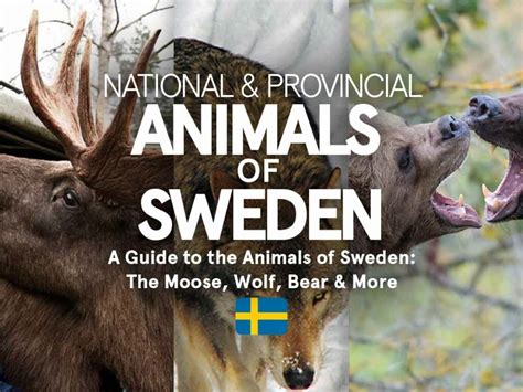 National & Provincial Animals of Sweden (Complete Guide)