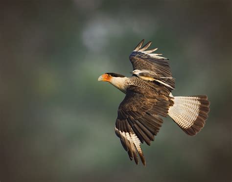 Crested Caracara | Audubon Field Guide