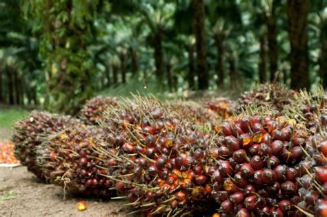 JADI PEMASUKAN DEVISA TERBESAR INI 5 DAERAH PENGHASIL KELAPA SAWIT TERBESAR DI INDONESIA ...