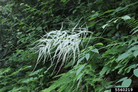 Goat's beard - Invasive Species Council of British Columbia