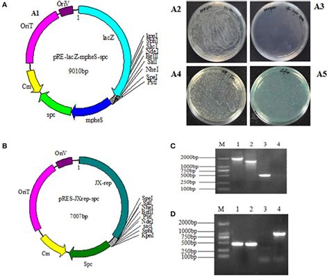 | (A1) The map of plasmid pRE-lacZ-mpheS-spc containing resistance gene... | Download Scientific ...