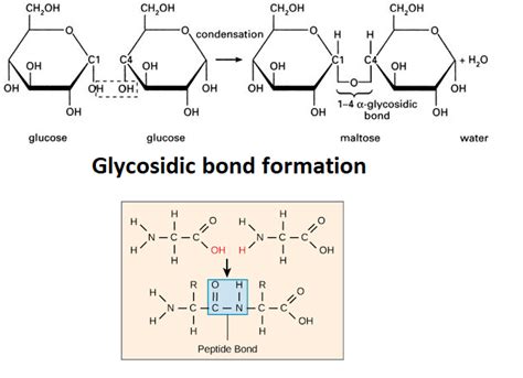 Formation of both peptide bonds and glycosidic bon toppr.com