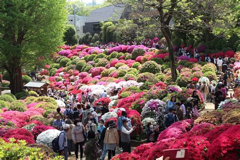 Four Amazing Azalea Spots in Tokyo to See in a Day | JAPAN Forward