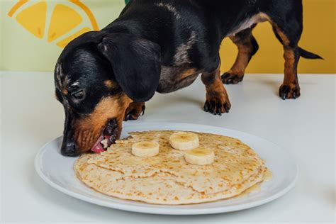 Dog-Friendly Pancake Recipe — Yappy Life