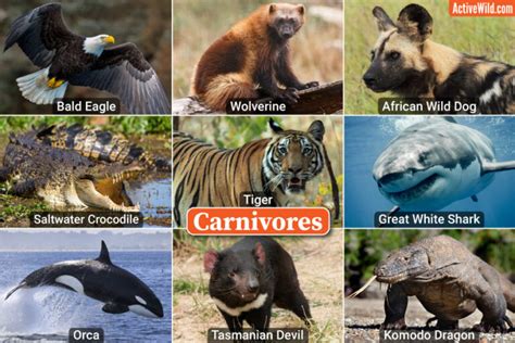 Carnivorous Animals: Examples Of Carnivores - Pictures & Interesting Facts