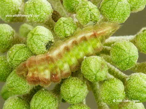 Holly Blue Butterfly and caterpillar (Celastrina argiolus) | Wildlife Insight