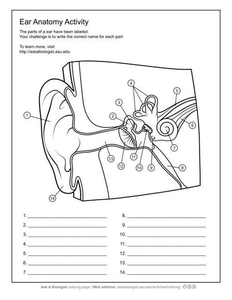 Human Anatomy Worksheets For Kids Free