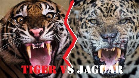 Tiger Vs Jaguar Fight | Tiger Vs Jaguar Fight To Death | Tiger Vs ...