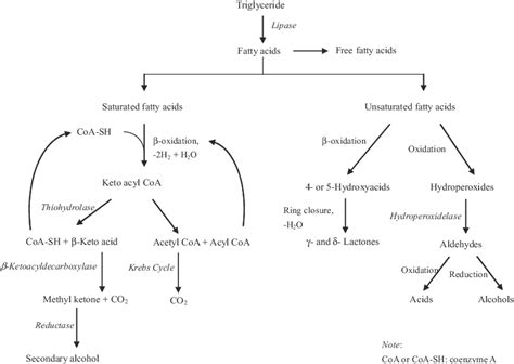 General degradation pathways of milkfat during milk fermentation ...