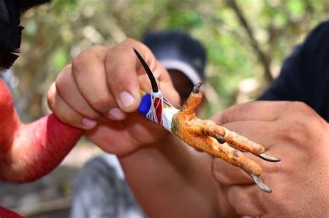 Rooster Spurs: Should You Trim or Remove Them, and How to Do It