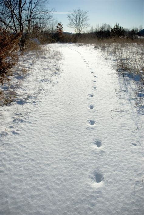 Animal Tracks in Snow | LoveToKnow