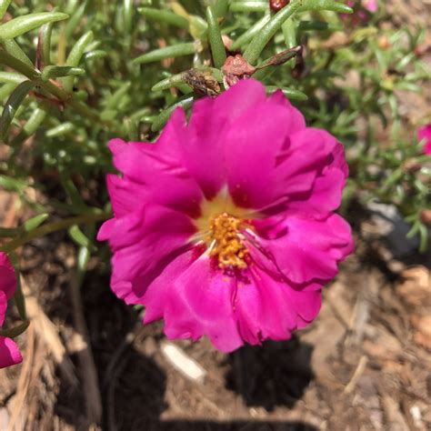 Portulaca grandiflora (Moss Rose, Portulaca, Purslane, Rose Moss, Sun Plant) | North Carolina ...