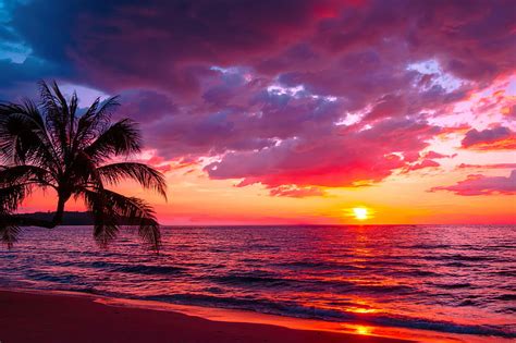 Tropical sunset, sea, palms, sand, tropics, coast, paradise, beautiful ...