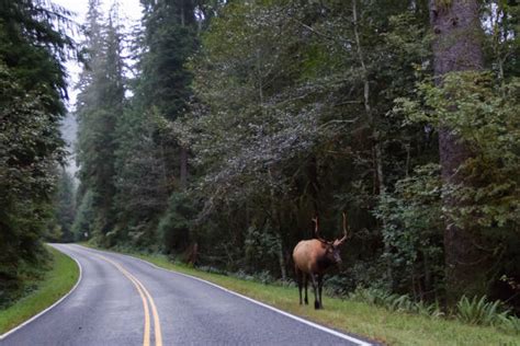 960+ Olympic National Park Wildlife Stock Photos, Pictures & Royalty-Free Images - iStock