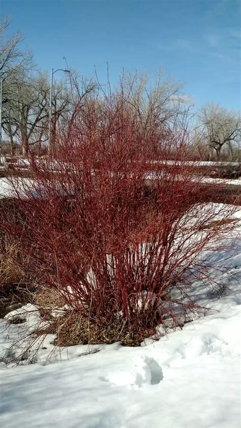 Cornus sericea - Shrub - American Dogwood, Red Osier Dogwood, Red-rood, Red-twig Dogwood