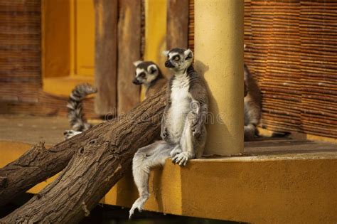 Ring-tailed Lemur (Lemur Catta) Berlin Zoo Stock Photo - Image of behavior, mammal: 296461466