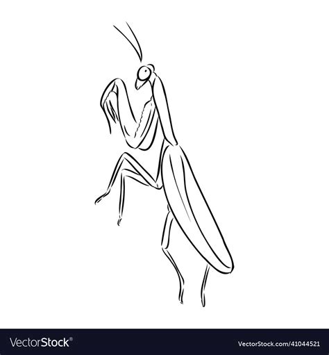 Hand drawing sketch mantis on a white background Vector Image