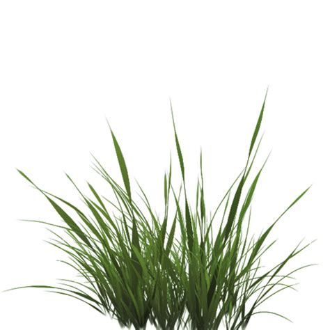 Texture mapping Drawing Lawn - Tall Grass Texture Alpha png download ...