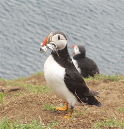 Love of Scotland: Puffin Island