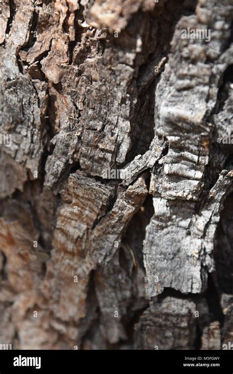 Mesquite tree bark hi-res stock photography and images - Alamy