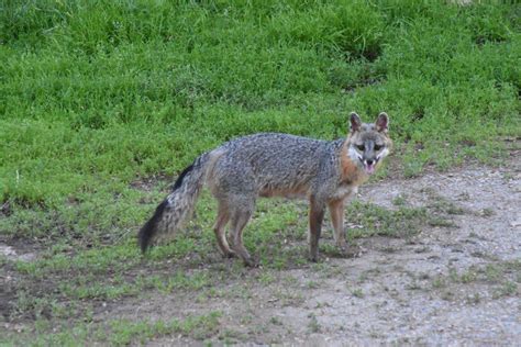 Fun and Fox Pups - UPDATE July 1, 2019 - The Wildlife Research Institute