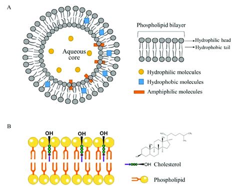 (A) The general structure of liposomes. Reprinted with permission from... | Download Scientific ...