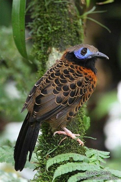 Ocellated Antbird ~ by Bob Gress ~ Click through the large version to see a full-screen view ...