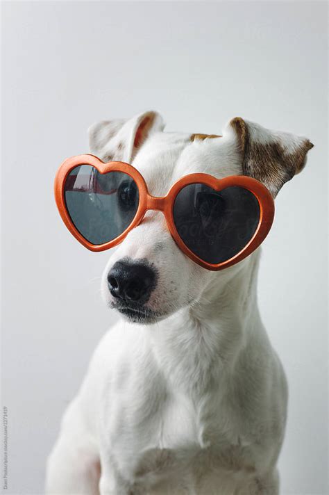 Small Dog Wearing Sunglasses | Stocksy United