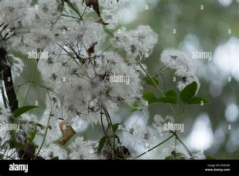 Australian bush flowers Stock Photo - Alamy