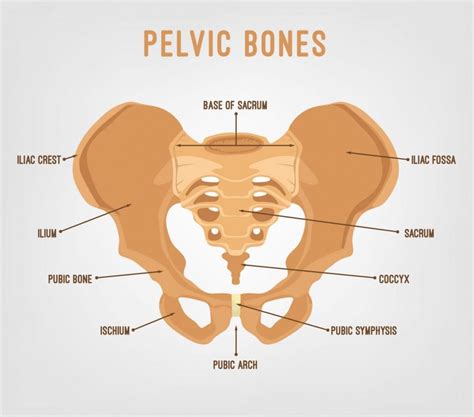 What is the Tailbone or Coccyx? - Facty Health