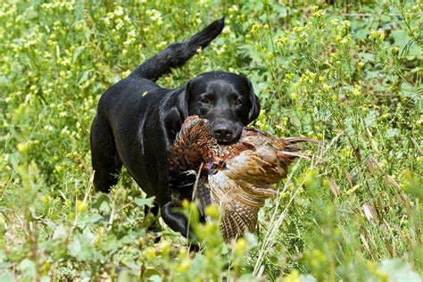 Bird Hunting Dog Breeds You Should Know About - Arizona bird hunts