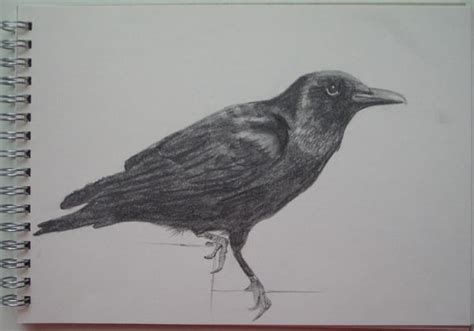 Crow pencil drawing by kult on DeviantArt