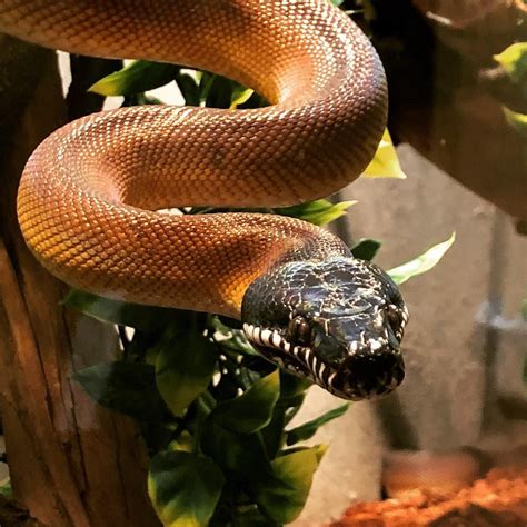 Male white lipped python in the breeding room at Reptile Rapture. Leiopython albertisii ...