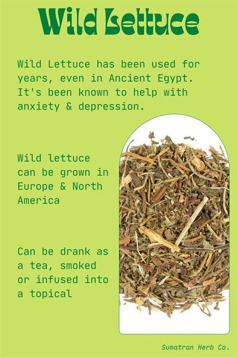 Wild Lettuce Benefits | Wild Lettuce How to Use in 2024 | Lettuce ...