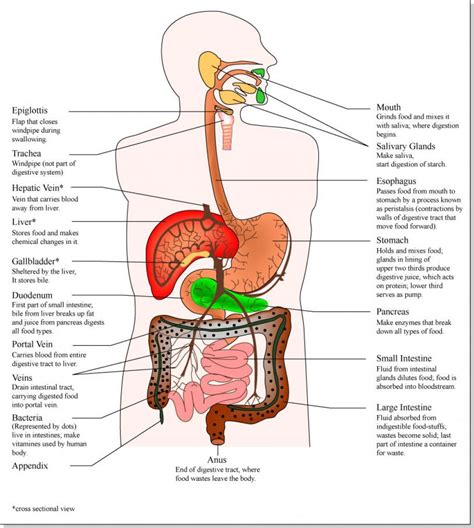 Human Body Anatomy Internal Organs Diagram, Picture of Human Body Anatomy Internal Organs Diagr ...