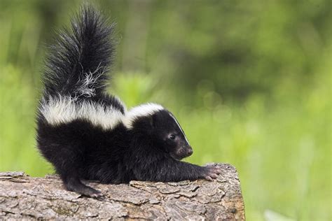 5 types of cute skunks you didn't know existed | MNN - Mother Nature Network