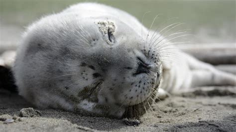 Baby Leopard Seal Pups