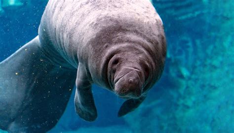 How Do Manatees Protect Themselves? | Sciencing