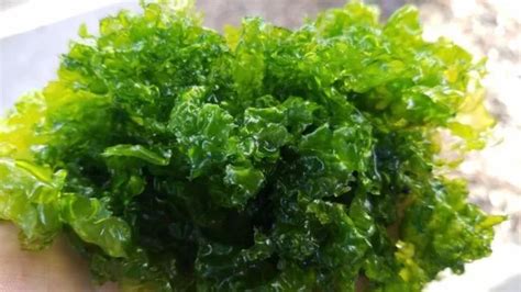 Ulva Lactuca/ Sea Lettuce/ Ulvaceae Powder - Buy Ulva Lactuca Powder ...