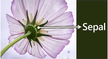 Difference Between Sepals and Petals (with Comparison Chart) - Biology ...