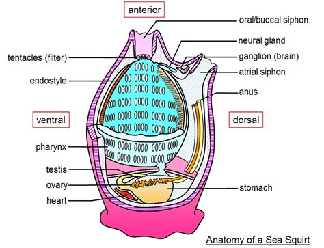 Urochordates