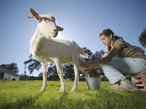 Goat Milk Versus Cow Milk: Which Is Healthier?