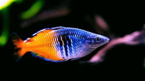 Boesemani Rainbowfish - Amazing Freshwater Aquarium Fish - YouTube