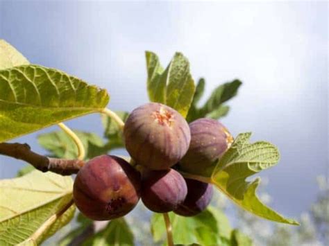 Fertilizing Fig Trees: When, How, and Natural DIY Solutions – Thriving Yard