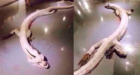 Earlier this year, a fisherman claimed to have caught a real Chinese dragon, which is pictured ...