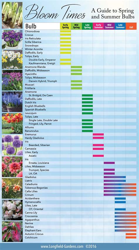 Bloom Time Chart for Spring and Summer Bulbs