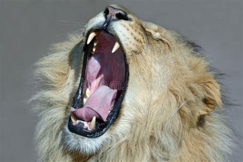 10,459 Animal Yawn Photos - Free & Royalty-Free Stock Photos from Dreamstime